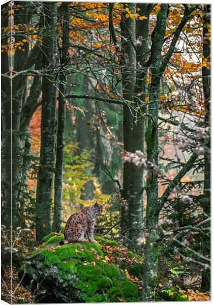 Eurasian Lynx in Autumn Woodland Canvas Print by Arterra 