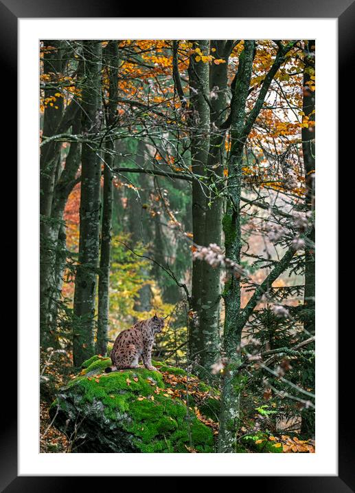 Eurasian Lynx in Autumn Woodland Framed Mounted Print by Arterra 
