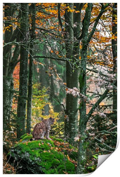 Eurasian Lynx in Autumn Woodland Print by Arterra 