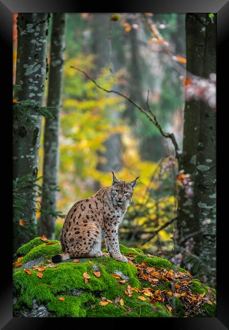 Eurasian Lynx in Wood Framed Print by Arterra 
