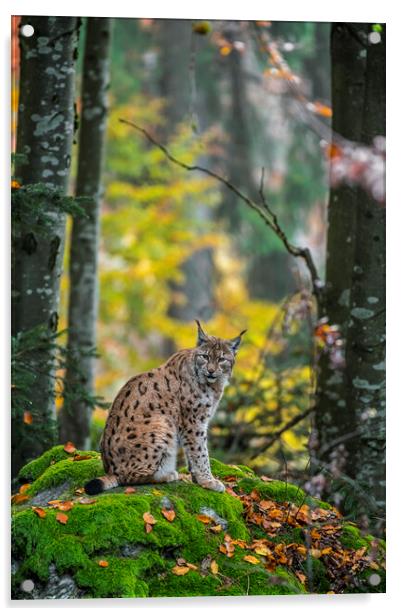 Eurasian Lynx in Wood Acrylic by Arterra 