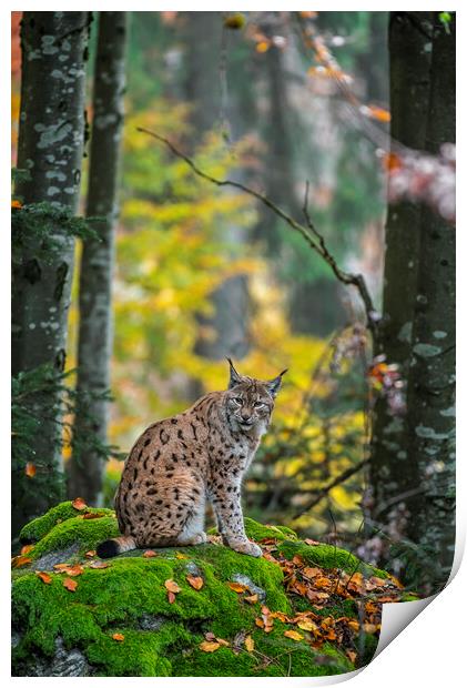 Eurasian Lynx in Wood Print by Arterra 