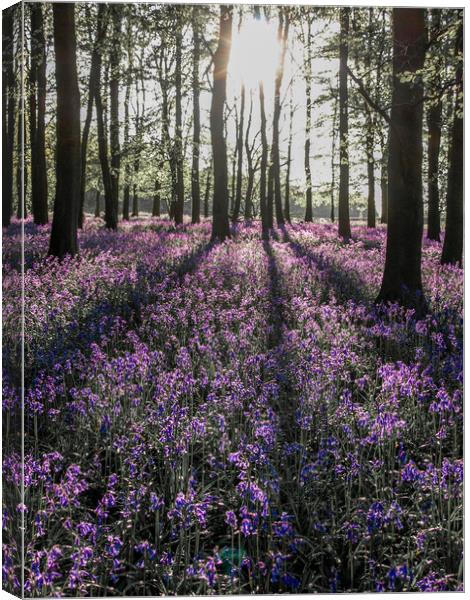 A Sunrise Symphony of Bluebells Canvas Print by Graham Custance