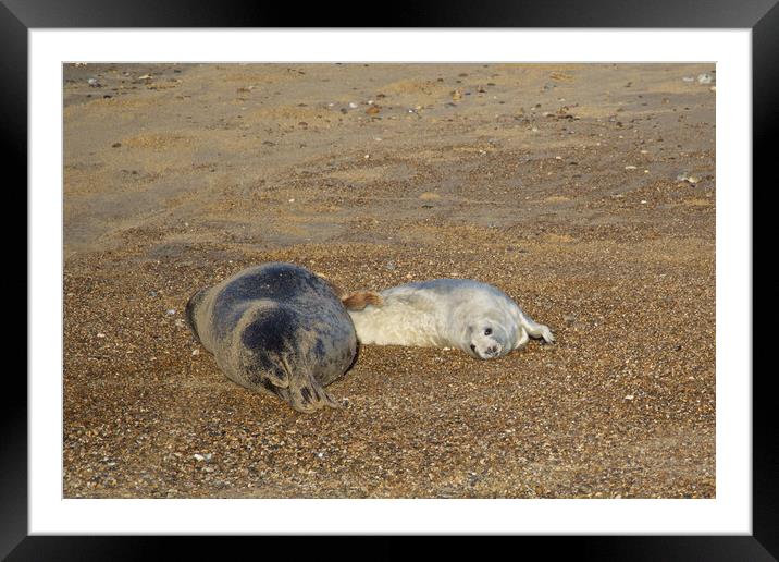 Seals on Horsey Beach, Norfolk Framed Mounted Print by mark humpage