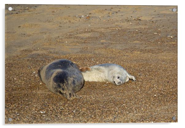 Seals on Horsey Beach, Norfolk Acrylic by mark humpage