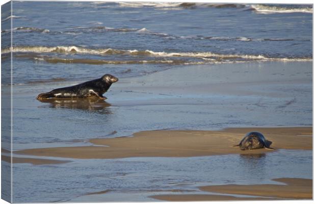 Seals on Horsey Beach, North Norfolk. Canvas Print by mark humpage