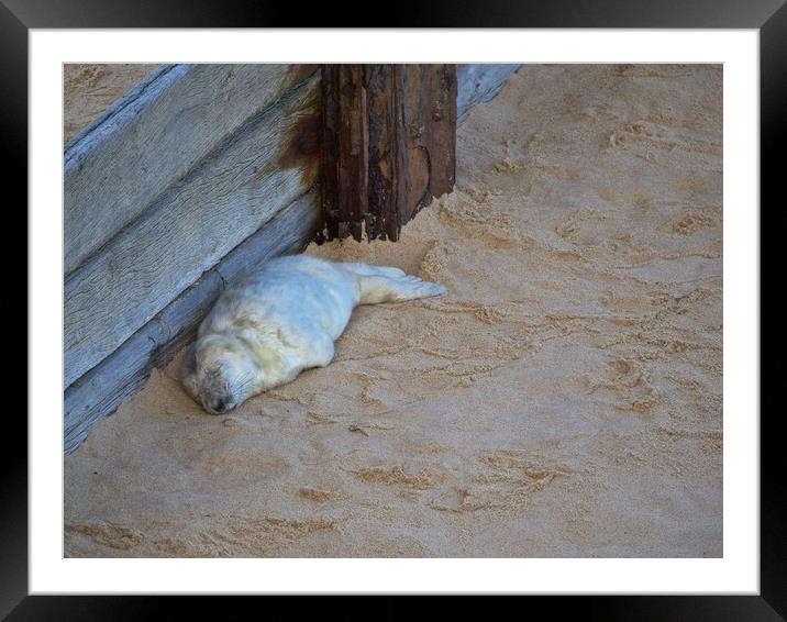 Seal on Horsey Beach, North Norfolk. Framed Mounted Print by mark humpage