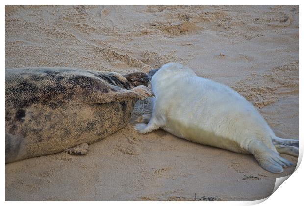 Seals on Horsey Beach, North Norfolk. Print by mark humpage