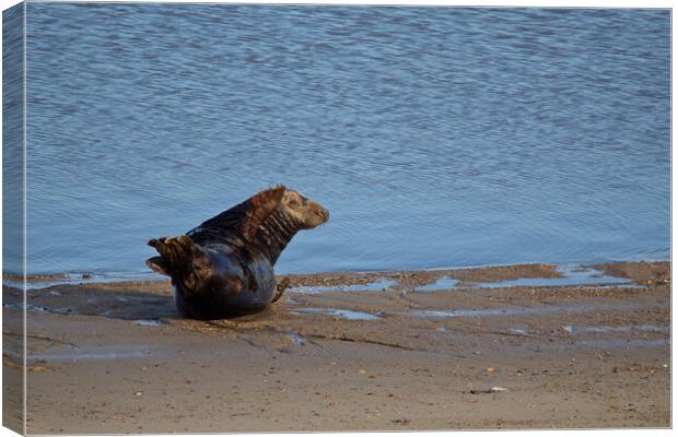 Seal on Horsey Beach, North Norfolk. Canvas Print by mark humpage