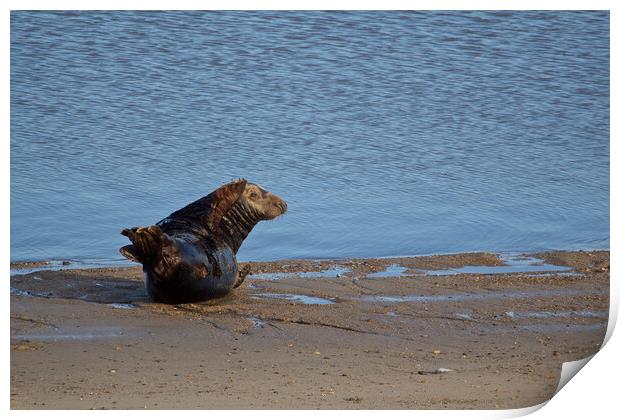 Seal on Horsey Beach, North Norfolk. Print by mark humpage