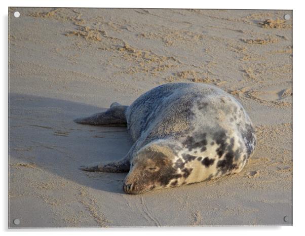 Seal on Horsey Beach, North Norfolk. Acrylic by mark humpage