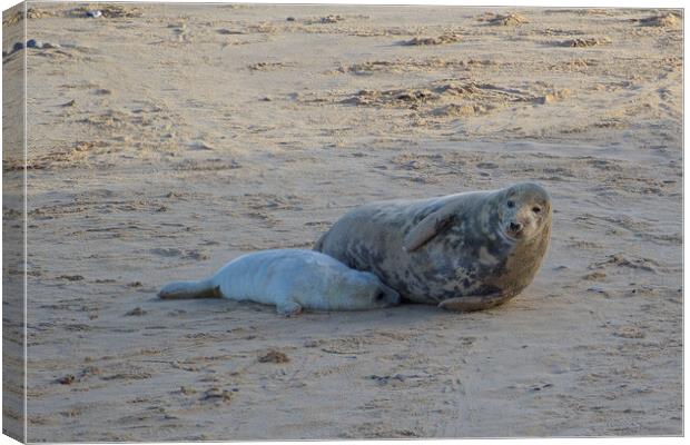 Seals lying on sand on Horsey Beach, North Norfolk. Canvas Print by mark humpage