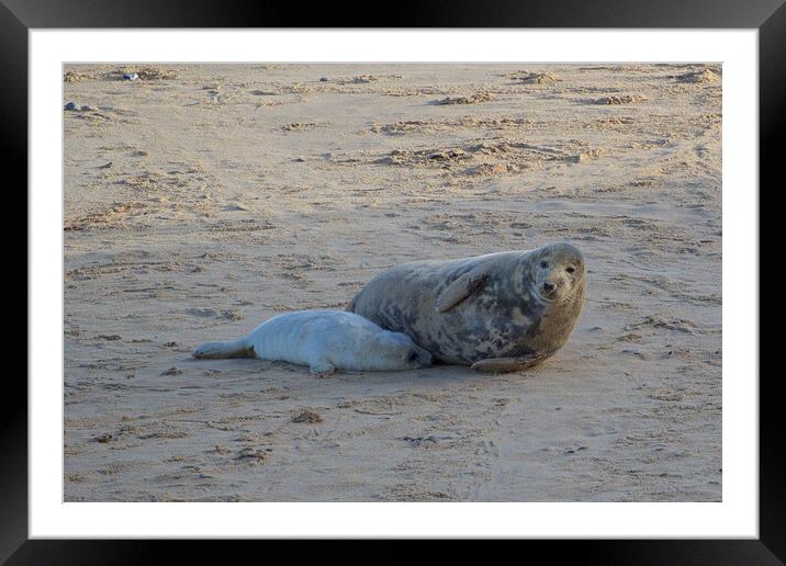 Seals lying on sand on Horsey Beach, North Norfolk. Framed Mounted Print by mark humpage