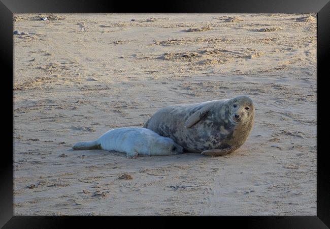 Seals lying on sand on Horsey Beach, North Norfolk. Framed Print by mark humpage