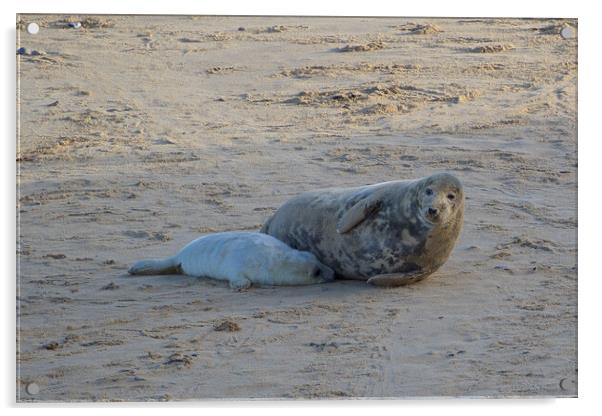 Seals lying on sand on Horsey Beach, North Norfolk. Acrylic by mark humpage