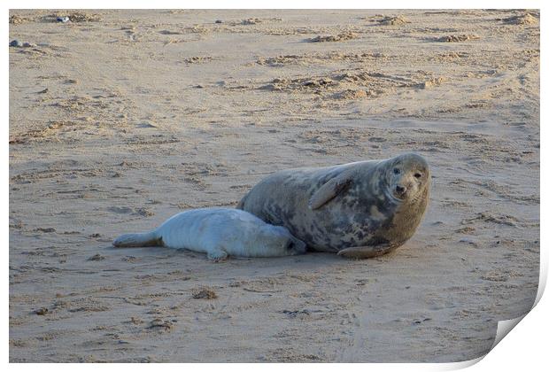 Seals lying on sand on Horsey Beach, North Norfolk. Print by mark humpage