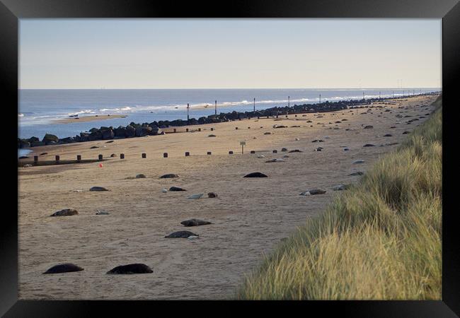 Seals on Horsey Beach, North Norfolk. Framed Print by mark humpage