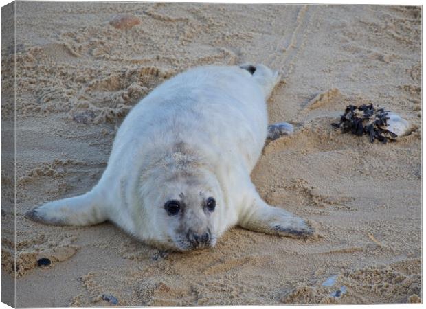 Seal pup on Horsey Beach, North Norfolk. Canvas Print by mark humpage