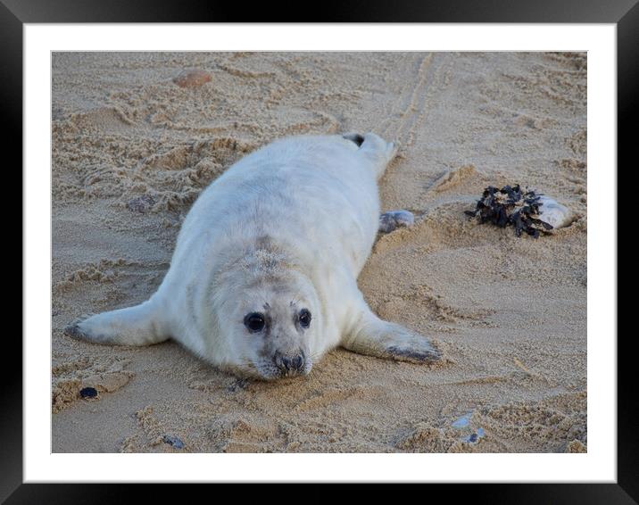 Seal pup on Horsey Beach, North Norfolk. Framed Mounted Print by mark humpage