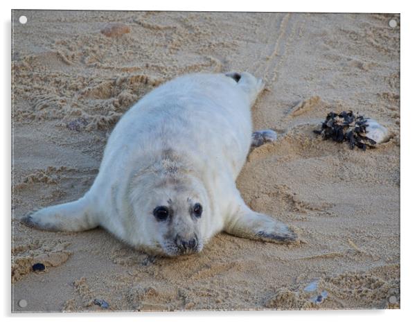 Seal pup on Horsey Beach, North Norfolk. Acrylic by mark humpage