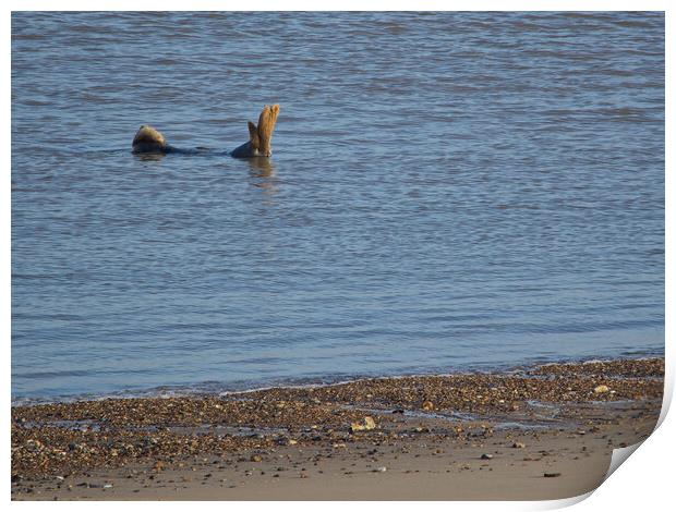 Seal on Horsey Beach, North Norfolk. Print by mark humpage