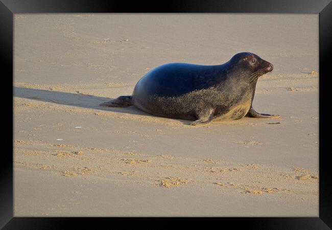Seal on Horsey Beach, North Norfolk. Framed Print by mark humpage