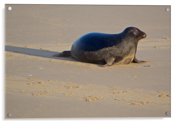 Seal on Horsey Beach, North Norfolk. Acrylic by mark humpage
