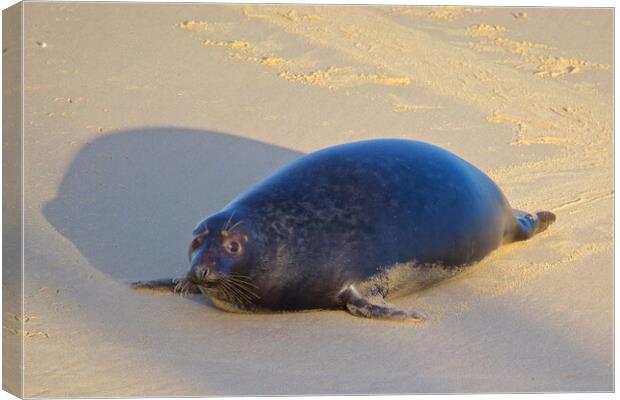 Seal on Horsey Beach, North Norfolk. Canvas Print by mark humpage