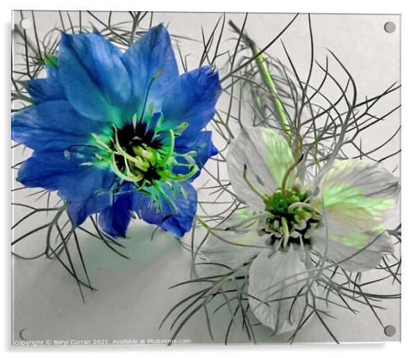 Enchanting Nigella Damascena Acrylic by Beryl Curran