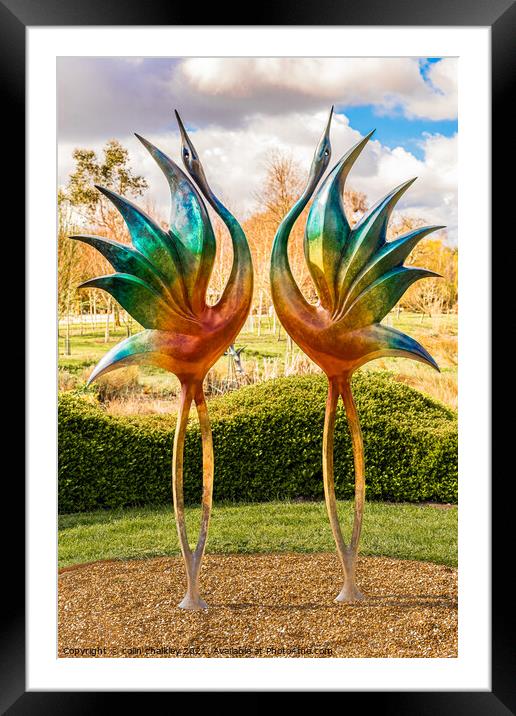 Dancing Cranes Framed Mounted Print by colin chalkley