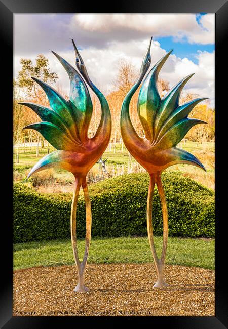 Dancing Cranes Framed Print by colin chalkley
