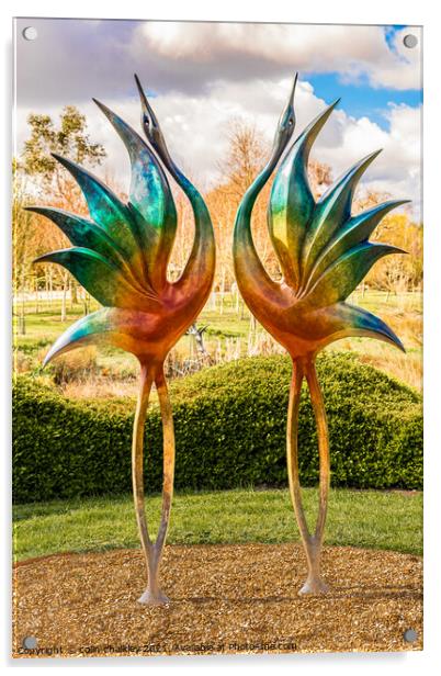 Dancing Cranes Acrylic by colin chalkley
