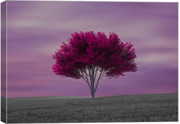 A lone purple tree in the field Canvas Print by Vicen Photo