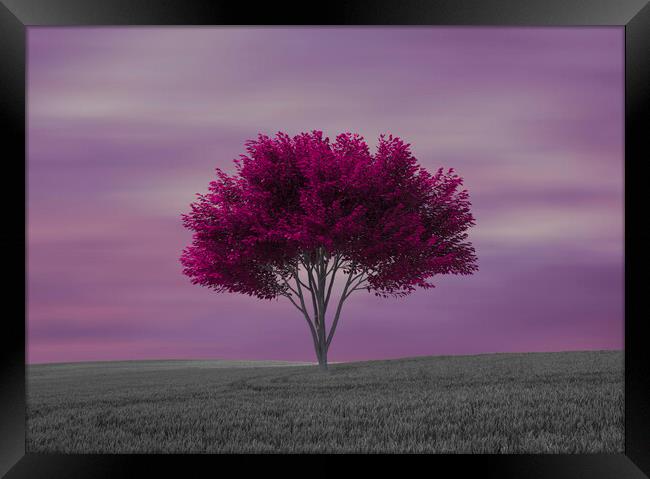 A lone purple tree in the field Framed Print by Vicen Photo