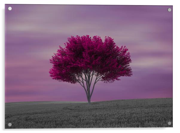 A lone purple tree in the field Acrylic by Vicen Photo