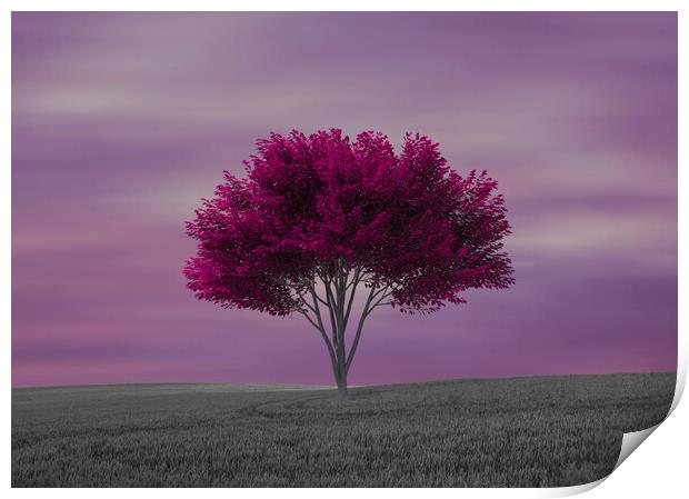 A lone purple tree in the field Print by Vicen Photo