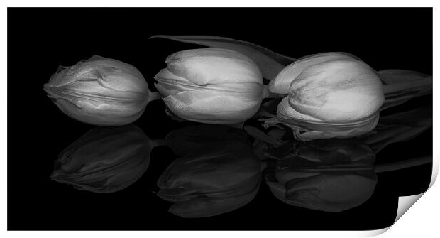 Three Tulips  Print by Julia Watkins