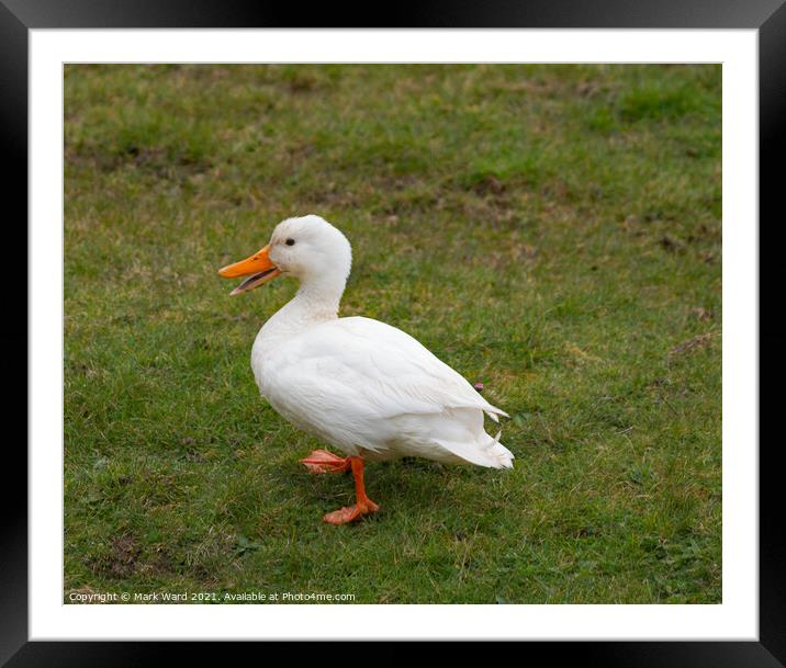 A White Duck Framed Mounted Print by Mark Ward