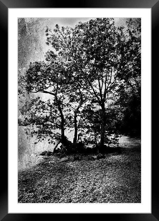 Trees By The Loch Framed Mounted Print by Jacqi Elmslie