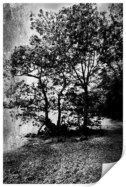 Trees By The Loch Print by Jacqi Elmslie