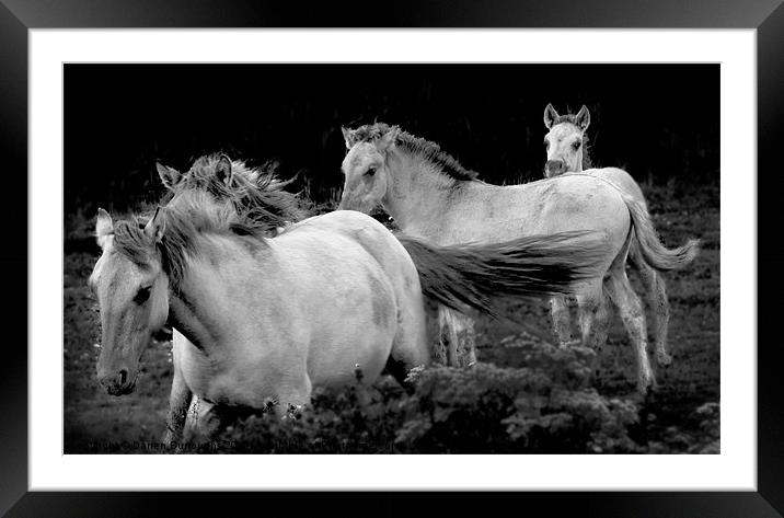 Polish Konik Horses Framed Mounted Print by Darren Burroughs