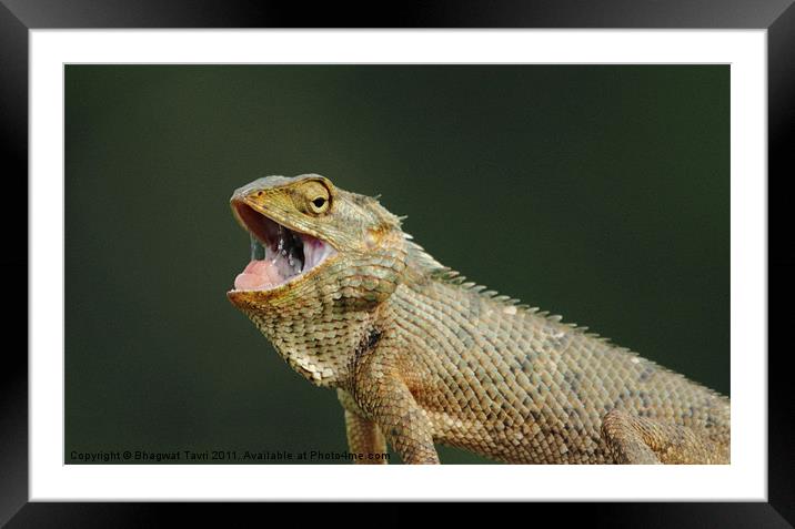 Garden Lizard Framed Mounted Print by Bhagwat Tavri