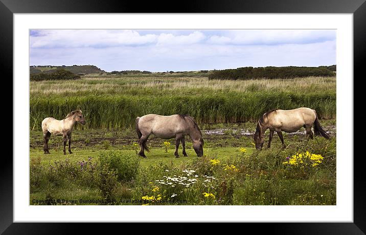 Polish Konik Horses Minsmere Suffolk. Framed Mounted Print by Darren Burroughs