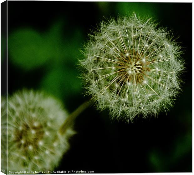 Dandelion Canvas Print by andy harris