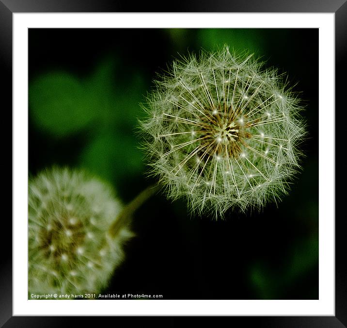 Dandelion Framed Mounted Print by andy harris