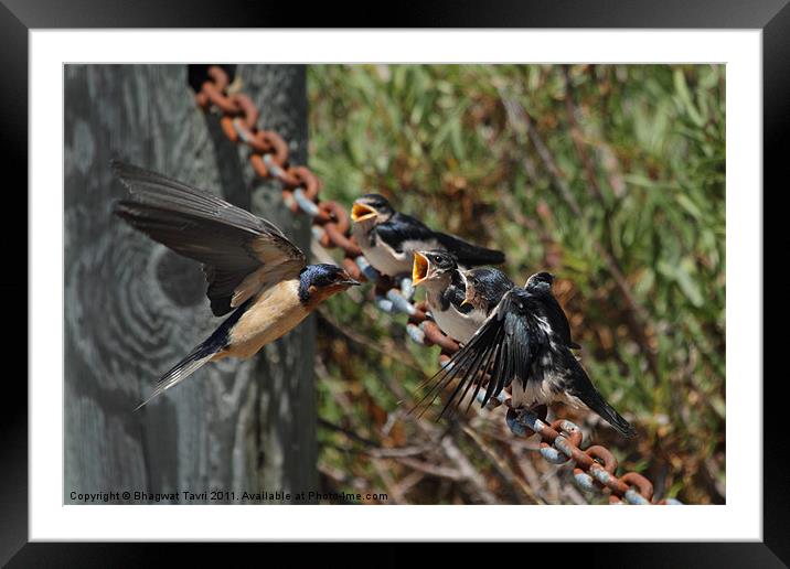 Barn Swallow feeding it's chicks Framed Mounted Print by Bhagwat Tavri