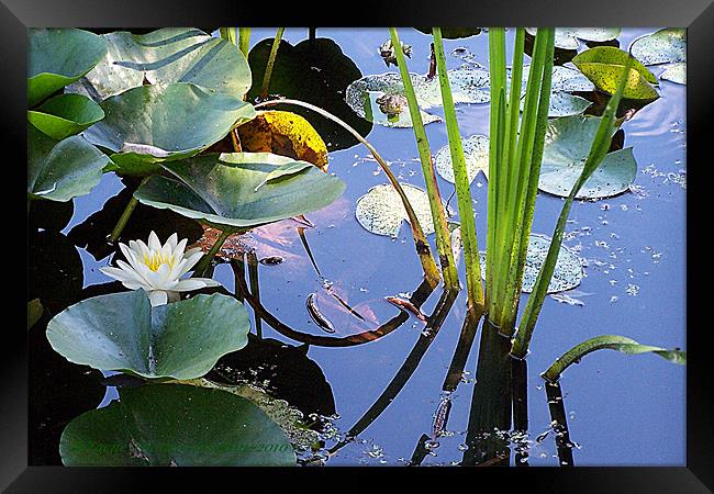 As You Reflect Upon The Day Framed Print by Sharon Pfeiffer