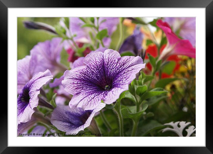 Petunia X hybrida Framed Mounted Print by Maria Tzamtzi Photography