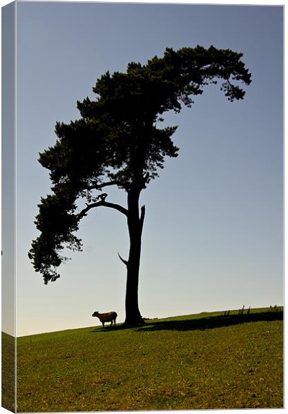 Silhouetted Tree and sheep Canvas Print by Pete Hemington