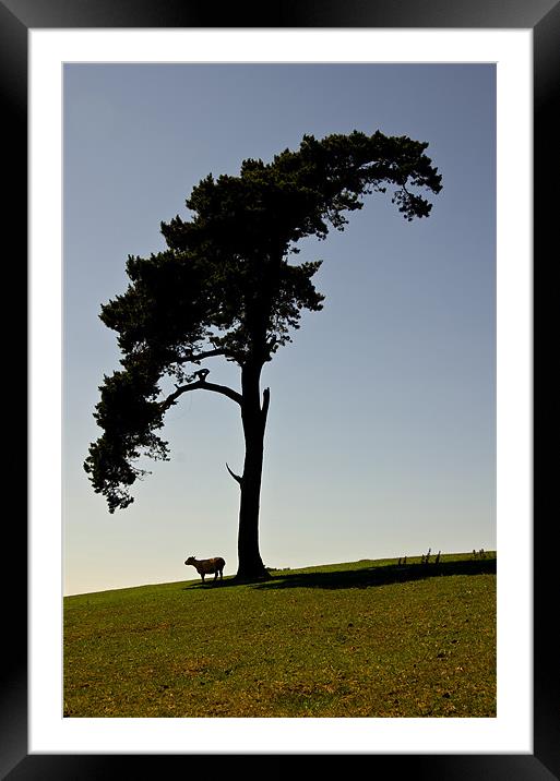 Silhouetted Tree and sheep Framed Mounted Print by Pete Hemington